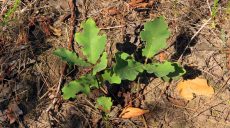 “Журавлівський ліс – це дуже болюче питання” – речник Харківзеленбуду (відео)