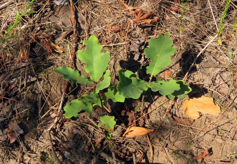“Журавлівський ліс – це дуже болюче питання” – речник Харківзеленбуду (відео)