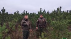 Ліси на Харківщині посилено патрулюватимуть: адреси, де легально купити ялинку