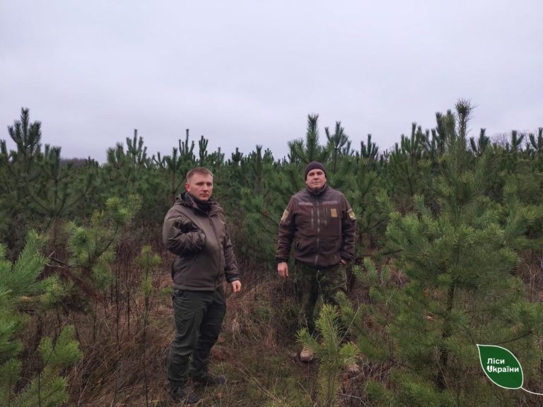 Ліси на Харківщині посилено патрулюватимуть: адреси, де легально купити ялинку