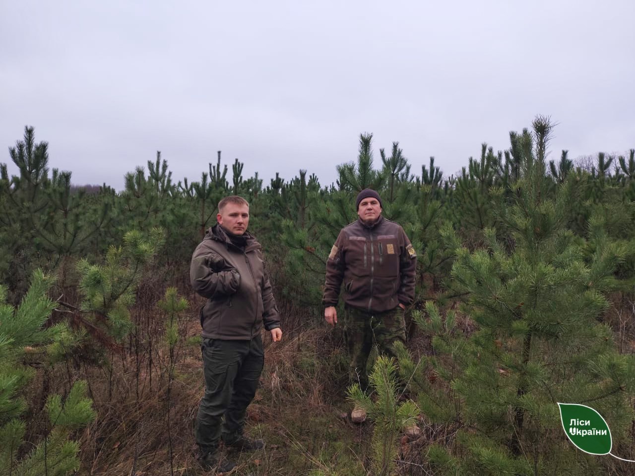 Ліси на Харківщині посилено патрулюватимуть: адреси, де легально купити ялинку