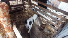 Четыре года просидела на цепи в закрытом сарае собака под Харьковом (фото)