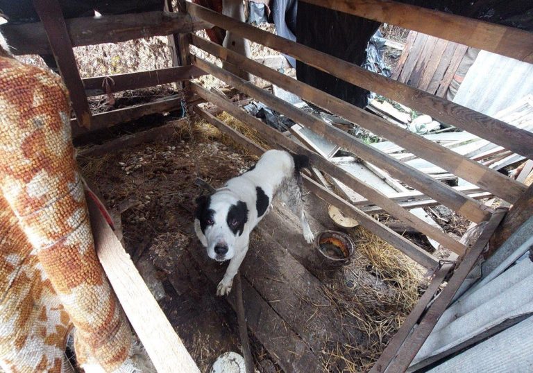 Четыре года просидела на цепи в закрытом сарае собака под Харьковом (фото)