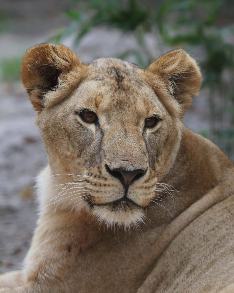 Львица Василина