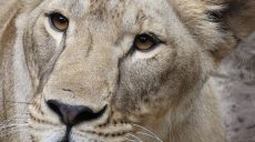«Не проснулась»: в Африке умерла львица Василина из Харьковщины