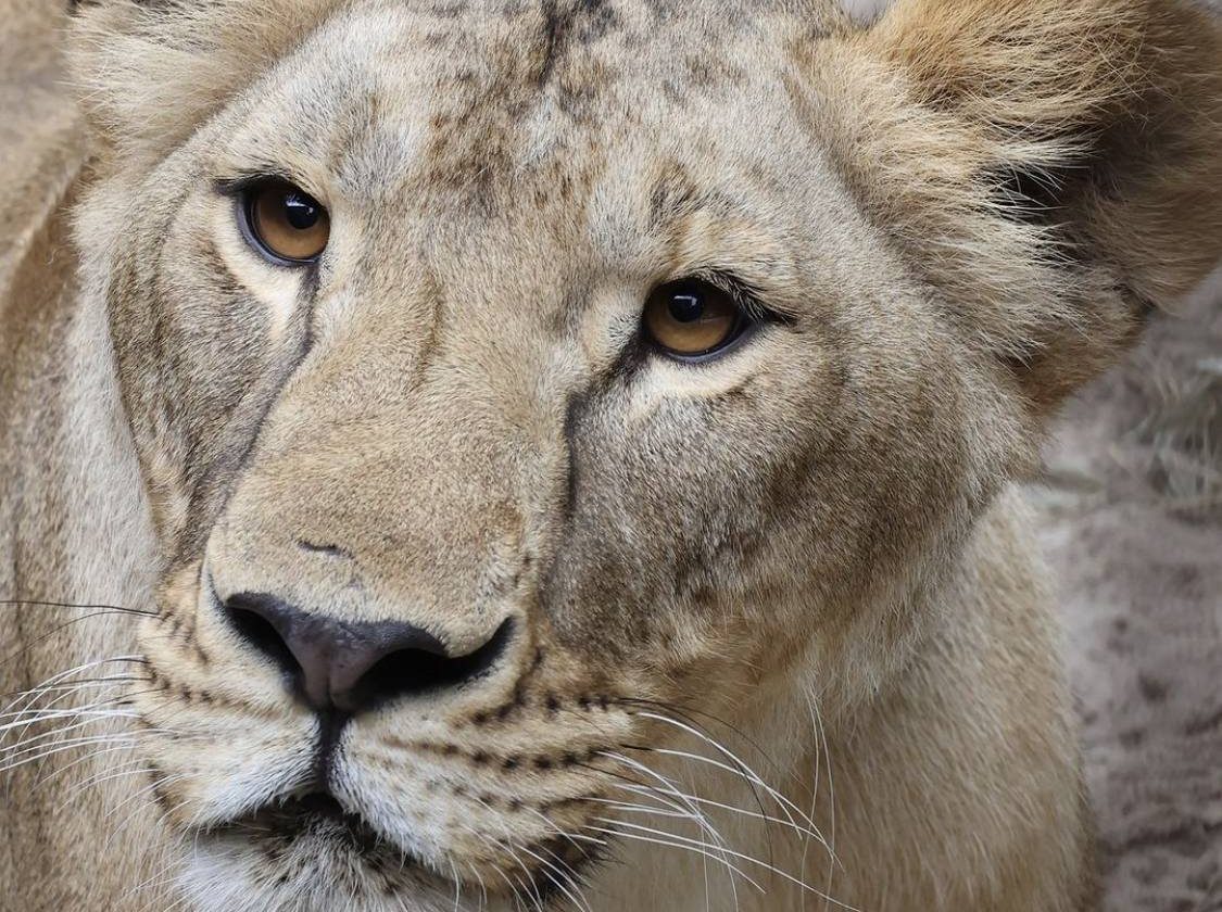 «Не проснулась»: в Африке умерла львица Василина из Харьковщины