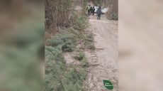На Харьковщине поймали мужчину, вырубившего 58 елок