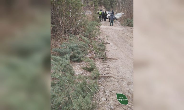 На Харьковщине поймали мужчину, вырубившего 58 елок