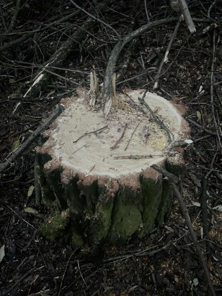 деревья срубили на Лозовщине