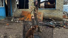 «Сторожив руїни»: з Куп’янщини вивезли собаку, власник якого загинув (відео)