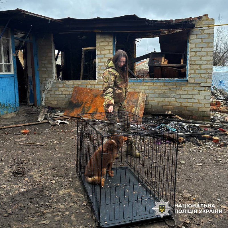 «Сторожив руїни»: з Куп’янщини вивезли собаку, власник якого загинув (відео)