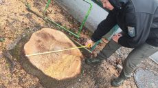 У Харкові обрізали дерева: екологи встановили винного