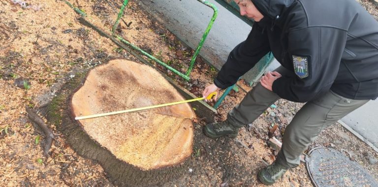 В Харькове обрезали деревья: экологи установили виновного