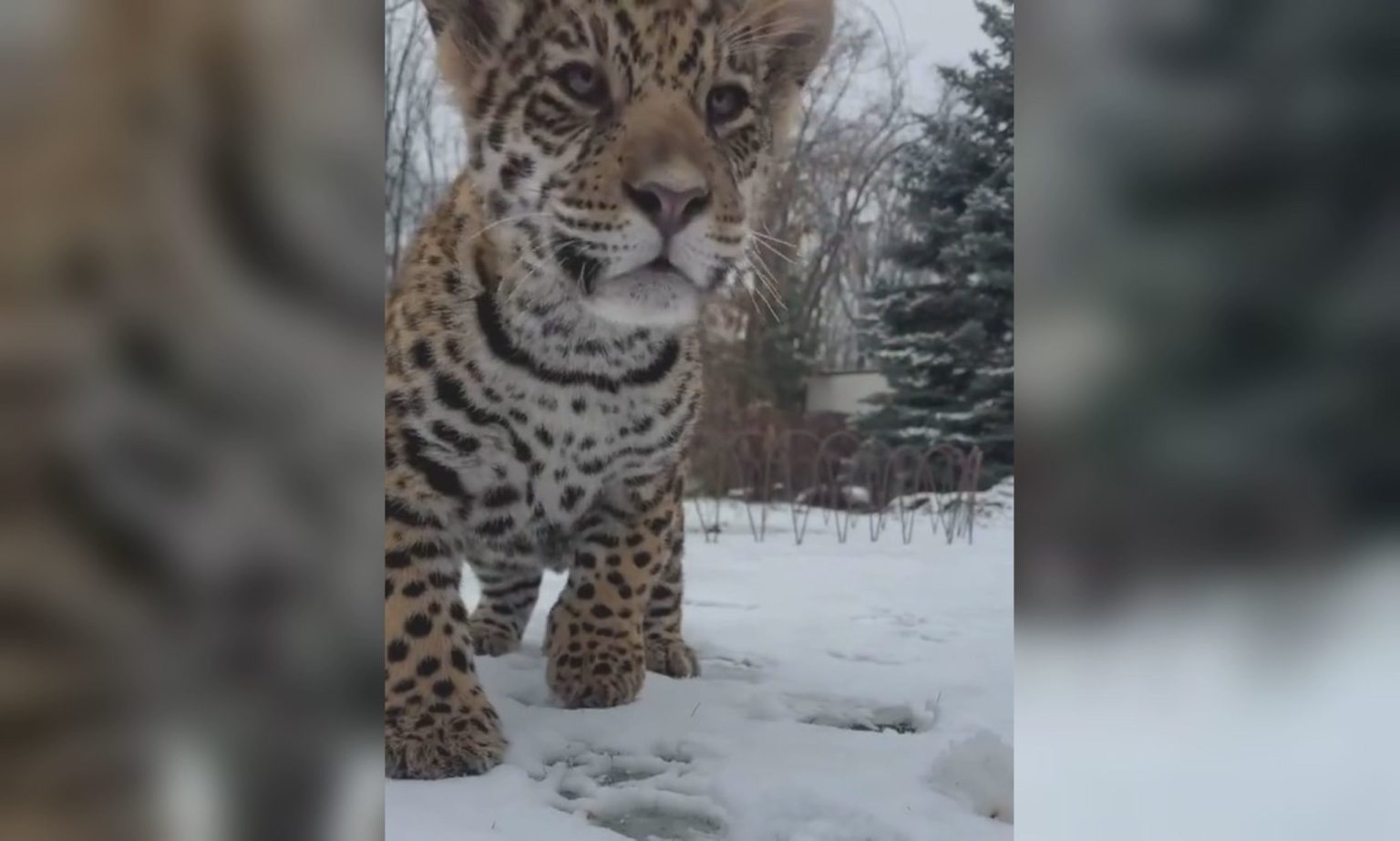 Як левеня і маленький ягуар побачили перший у своєму житті сніг під Харковом