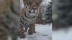 Как львенок и маленький ягуар увидели первый в своей жизни снег под Харьковом