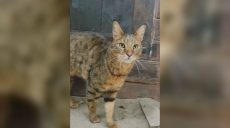 Необычный кот появился в экопарке под Харьковом (видео)