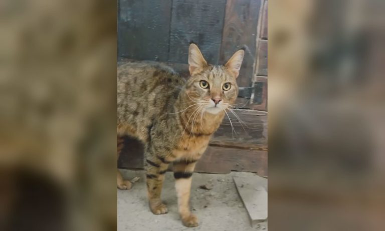 Незвичайний кіт з’явився в екопарку під Харковом (відео)