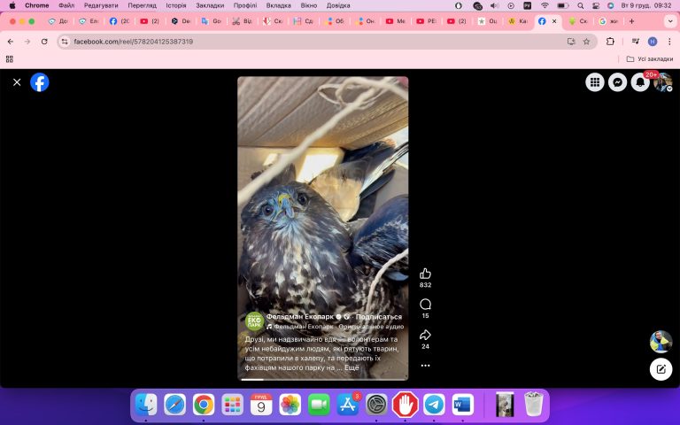 Был обессиленным и не мог взлететь – в экопарке выхаживают птицу канюк