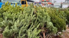 Елочные базары проверяют полицейские в Харьковской области