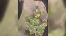 Смастерил в квартире теплицу, чтобы выращивать коноплю: харьковчанин — в СИЗО