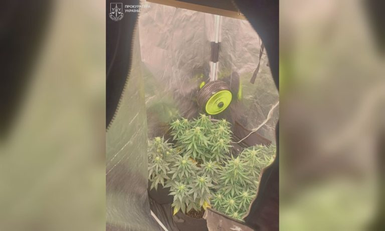 Смастерил в квартире теплицу, чтобы выращивать коноплю: харьковчанин — в СИЗО