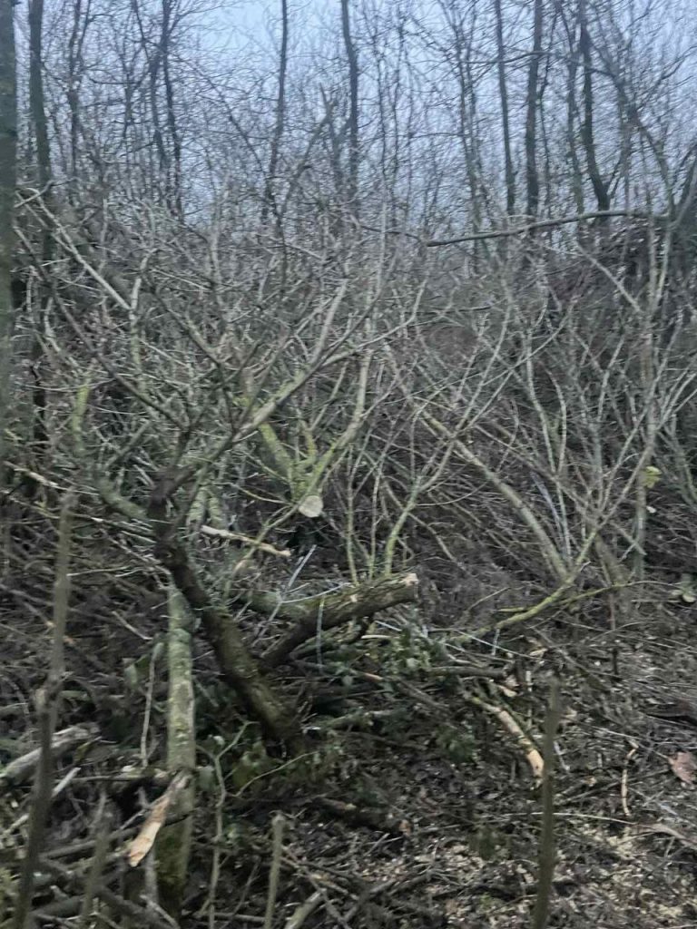 деревья срубили на Лозовщине