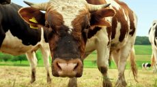 Корів менше, а молока більше: дива на українських фермах під час війни