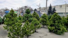 Ялинкові базари відкрилися в Харкові: ціни – від 300 до 6000 гривень (відео)