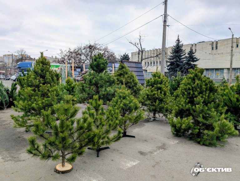 Елочные базары открылись в Харькове: цены — от 300 до 6000 гривен (видео)