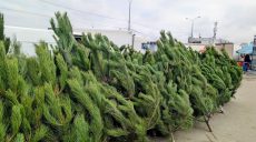 Живых елок в Украине рубят и покупают все меньше: что на Харьковщине