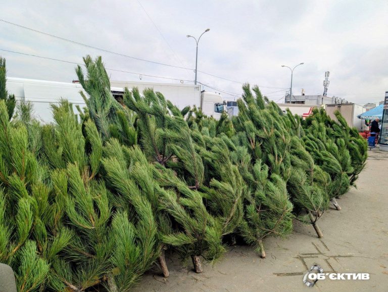 Живых елок в Украине рубят и покупают все меньше: что на Харьковщине