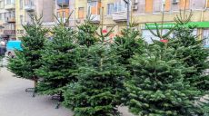 Скільки коштують ялинки в Харкові: за рік ціни зросли на 15-20% – мерія