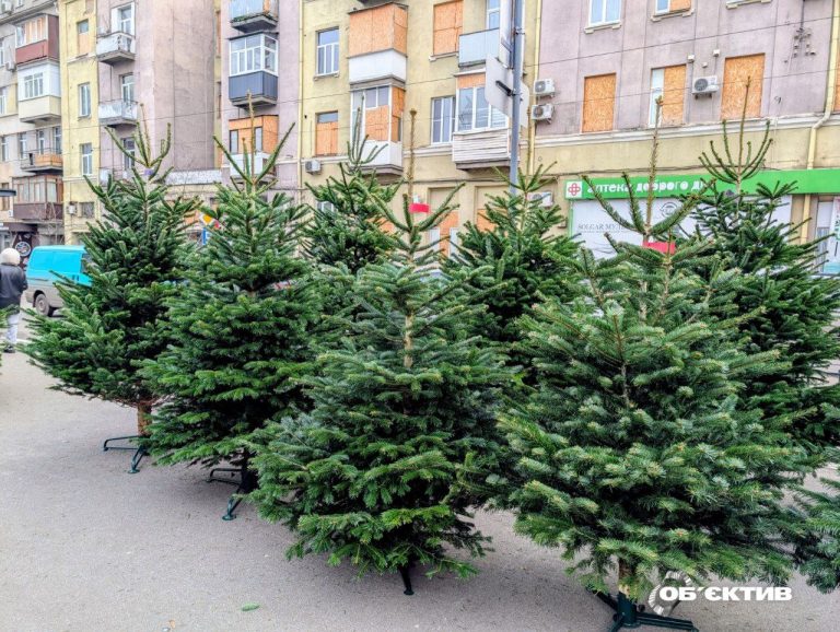 Сколько стоят елки в Харькове: за год цены выросли на 15-20% — мэрия