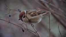 Сейчас уже стоит сохранять воробьев — харьковский биолог (видео)
