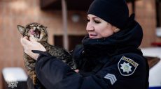 Это может спасти животных в морозы: чем помочь бездомным четырехлапым