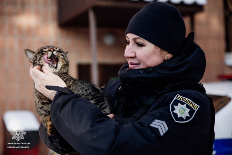 Это может спасти животных в морозы: чем помочь бездомным четырехлапым