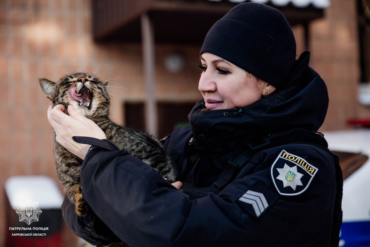 Это может спасти животных в морозы: чем помочь бездомным четырехлапым