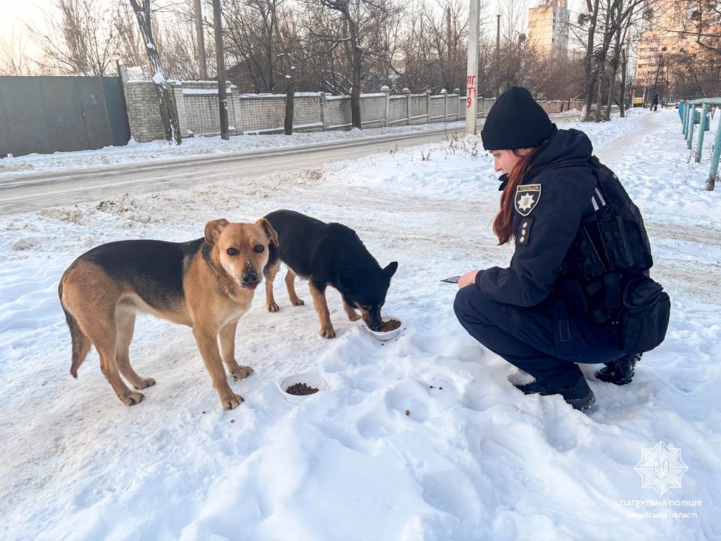 Как помочь бездомным животным