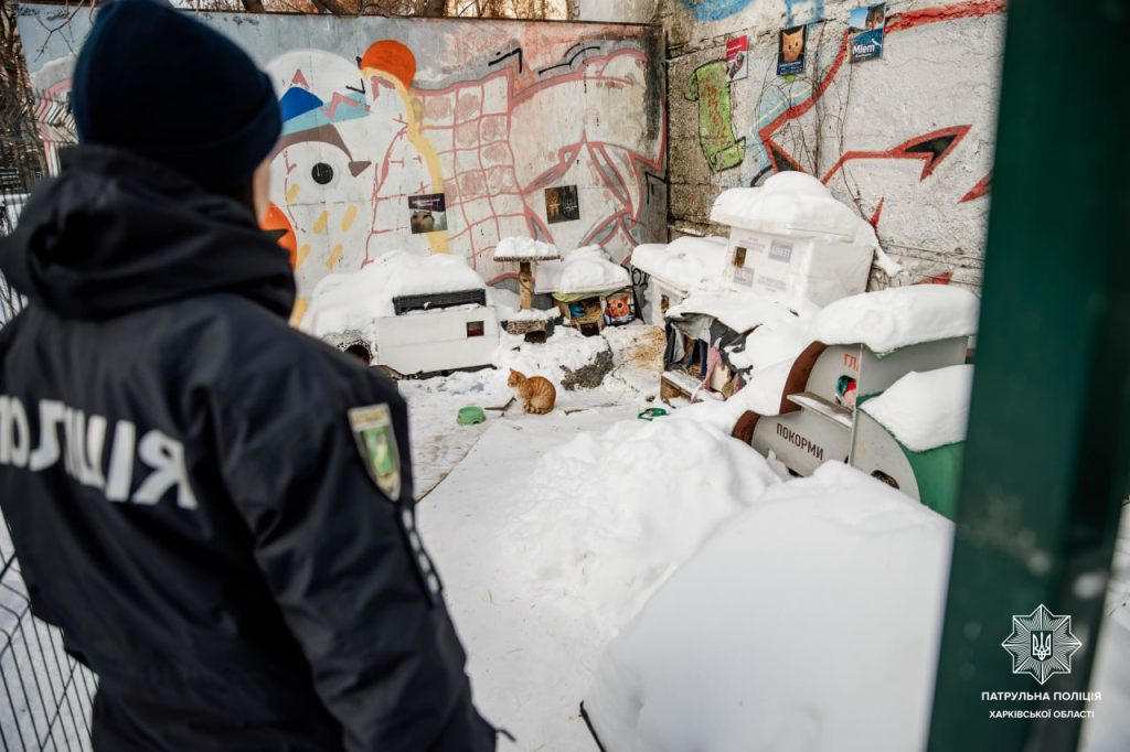 Как помочь бездомным животным