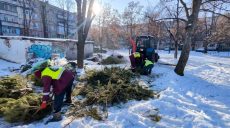 «Не залишати у пакетах»: скільки ялинок вже утилізували в Харкові