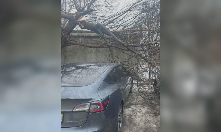 В Харькове дерево упало на два авто: коммунальщики провели деликатную операцию