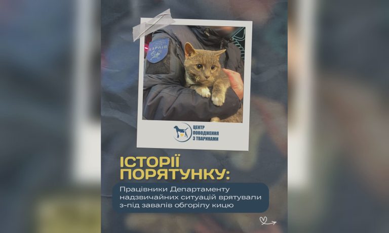 «Получила второй шанс»: в Харькове из-под завалов дома спасли кошку