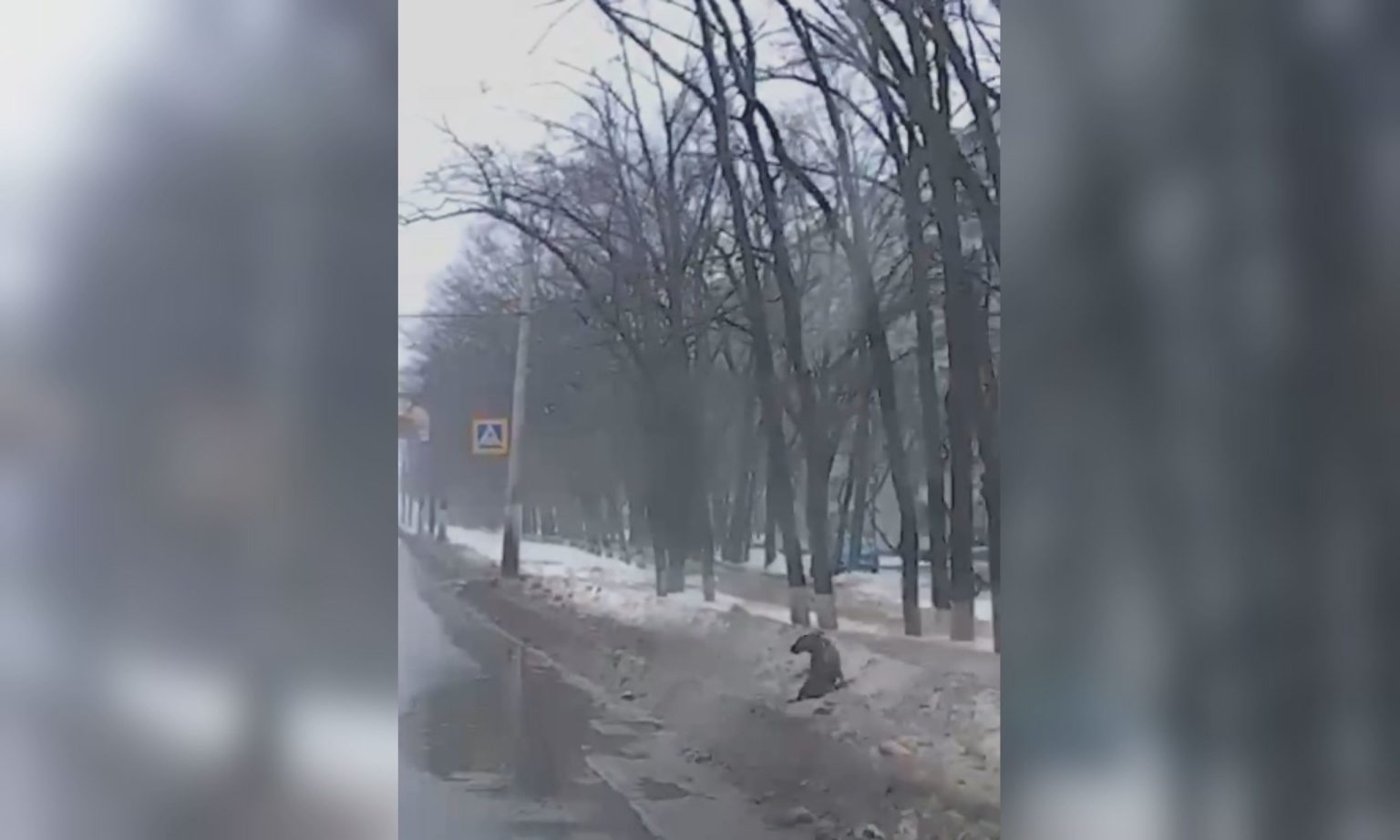 У Харкові розшукали водія, який збив собаку та втік з місця ДТП