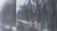 У Харкові розшукали водія, який збив собаку та втік з місця ДТП