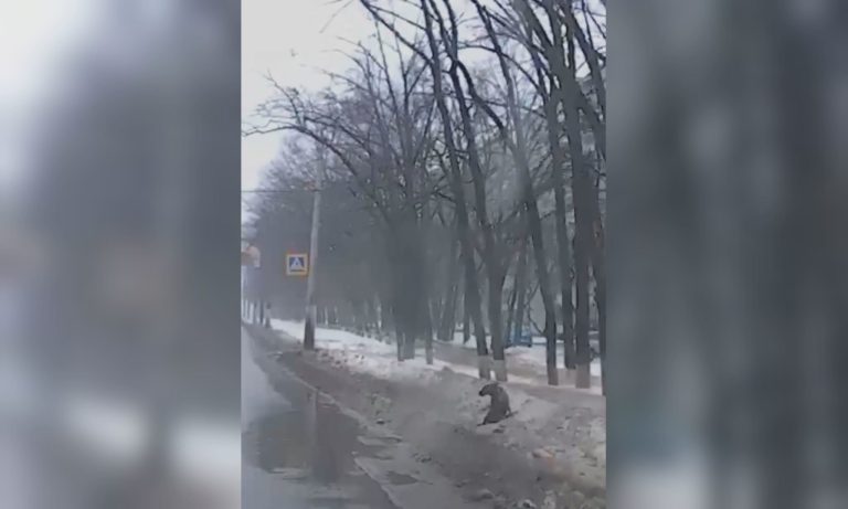 У Харкові розшукали водія, який збив собаку та втік з місця ДТП