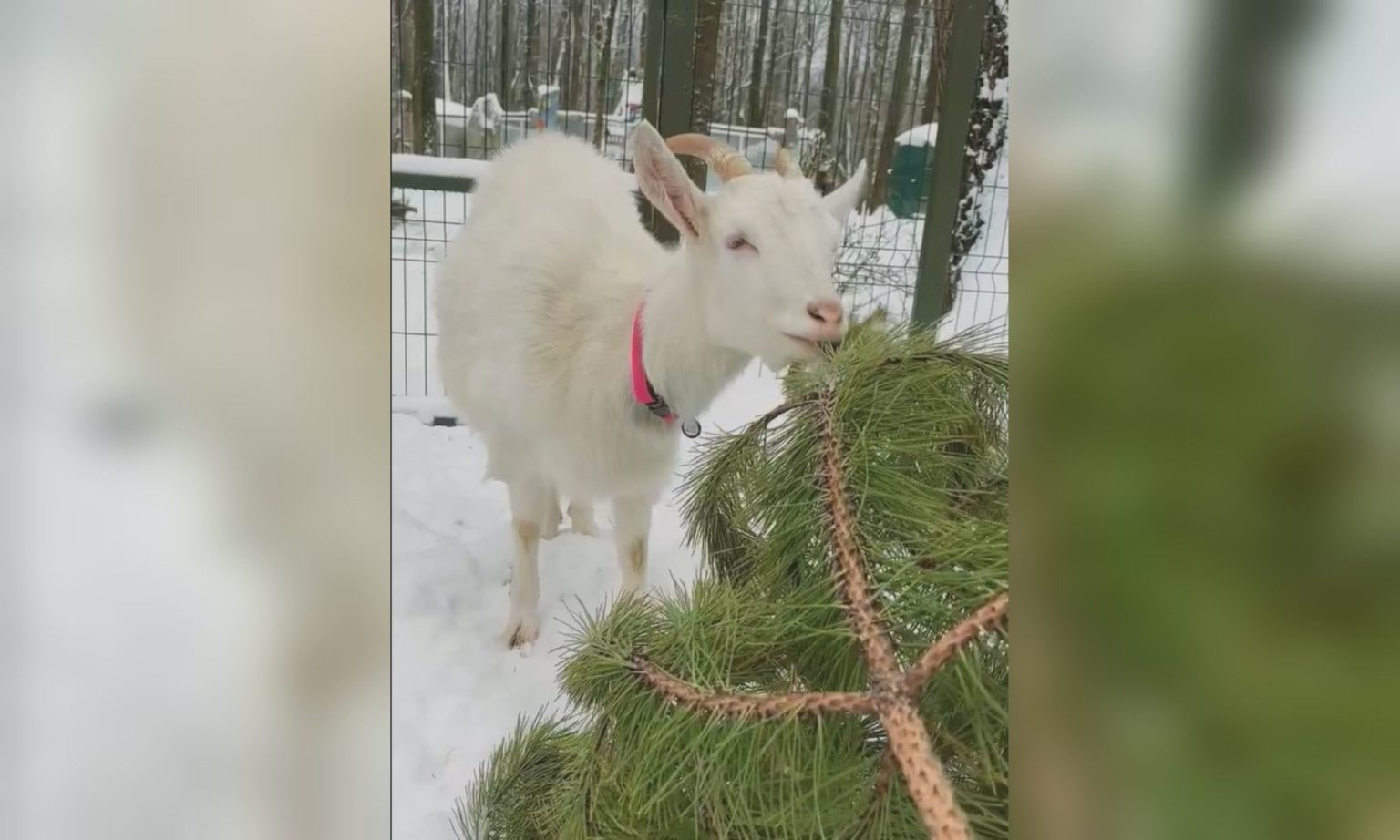 Новорічну ялинку можна не викидати, а віддати тваринам з екопарку (відео)