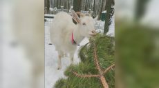 Новогоднюю елку можно не выбрасывать, а отдать животным из экопарка (видео)