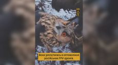 Сову спасли воины «Ахиллеса» — птица запуталась в антидроновой сетке (видео)