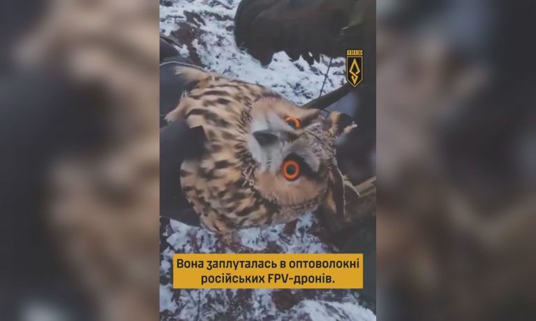 Сову врятували воїни “Ахіллеса” – птах заплутався в антидроновій сітці (відео)
