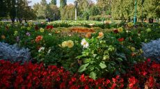 Сколько убрали деревьев и посадили цветов в 2025 году коммунальщики Харькова